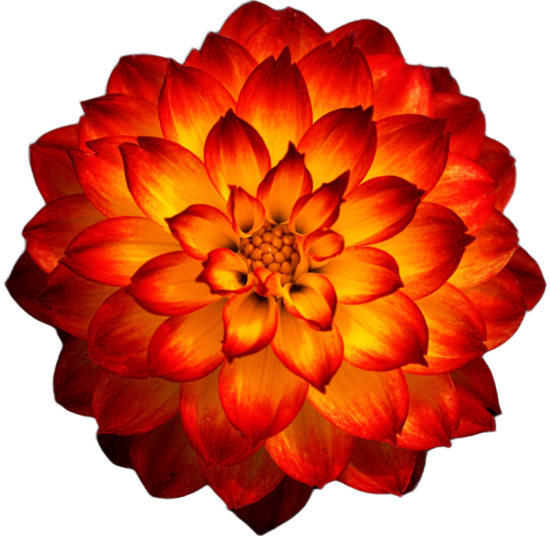 Orange Flower